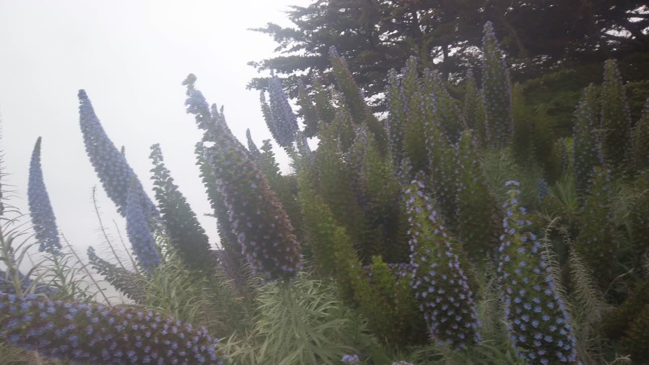 Gimbal close-up panning shot of echium blue tower of jewel flowers in Cambria along the Central Coast of California