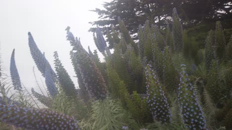 Gimbal-close-up-panning-shot-of-echium-blue-tower-of-jewel-flowers-in-Cambria-along-the-Central-Coast-of-California