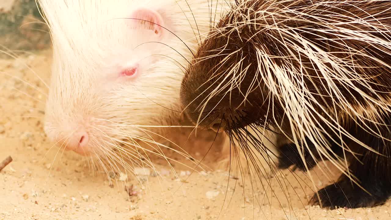 dos puercoespines comiendo uno al lado del otro pacíficamente