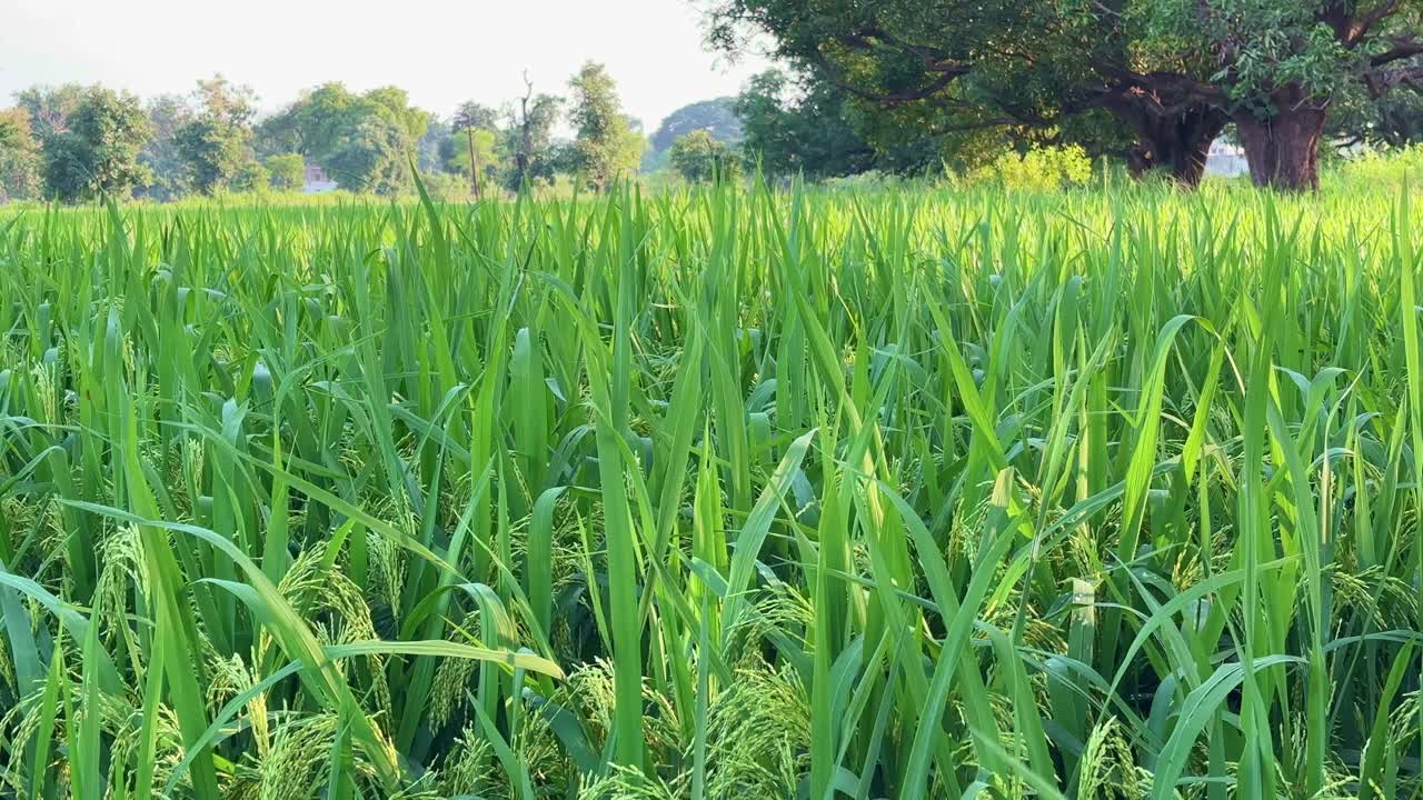 Slow tracking shot from left to right across a vibrant paddy field bathed in soft morning light, with trees in the distance and a calm rural atmosphere symbolizing peace and growth