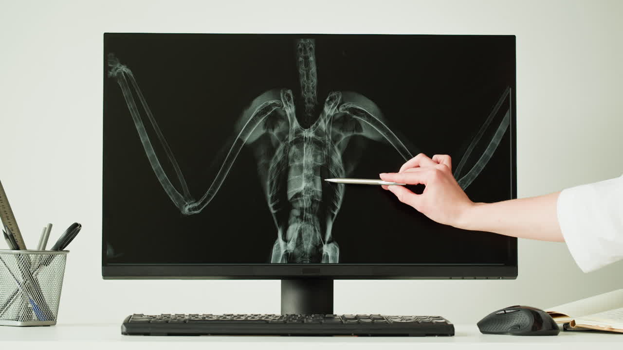 Veterinary X-Ray Examination of a Bird