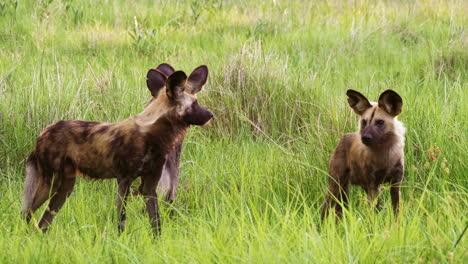 Tres-Perros-Salvajes-Africanos-Parados-En-La-Pradera-Verde-En-La-Reserva-De-Caza-Moremi-En-Botswana