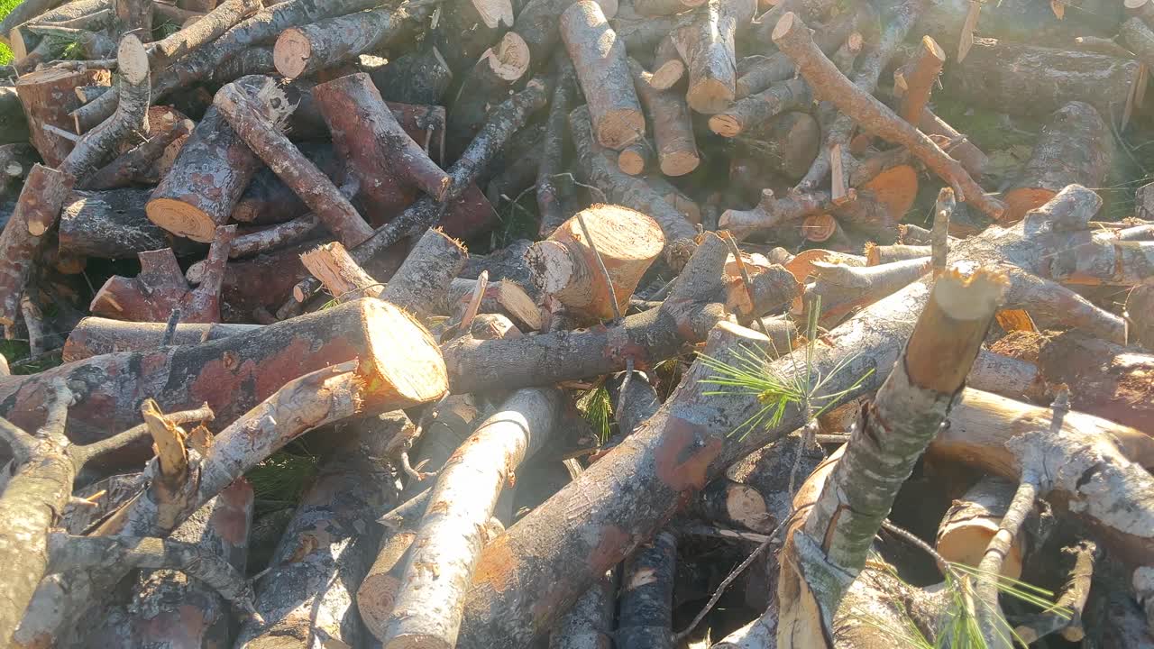 Una pila de troncos de madera, algunos de ellos cortados por la mitad. La pila está en una zona de césped