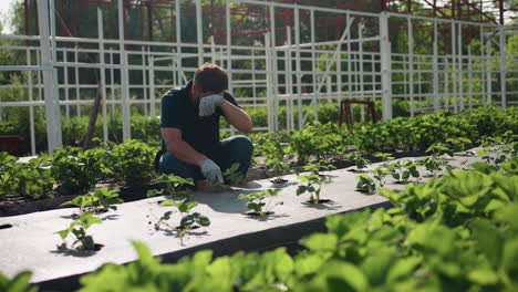 agronomist kneeling in greenhouse rows pruning soil around young plants, wearing gloves under metal frame, morning sunlight across vegetation, focused hands improving growth