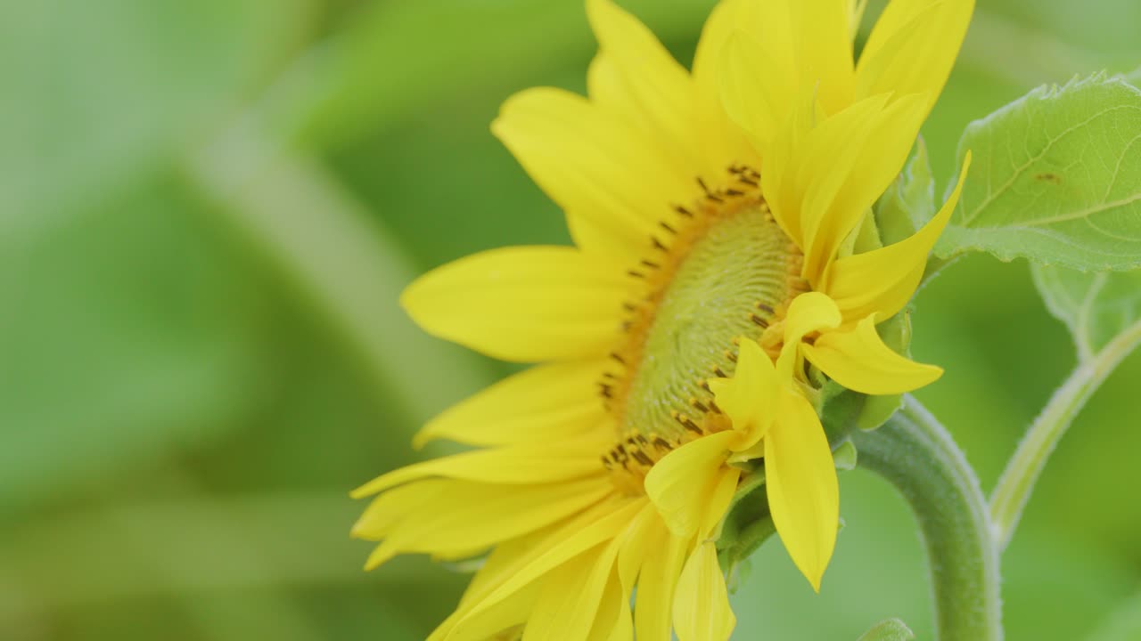 Close-up of a sunflower swaying in the breeze against a soft-focus green field background