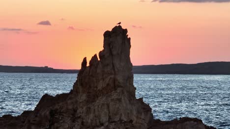 a seagull perched on a rock at cala pregonda during a beautiful sunset