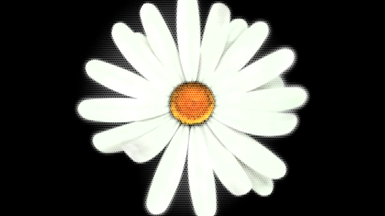 움직이는 꽃을 보여주는 애니메이션 모션 배경 장미 잎자루  크리산테무스