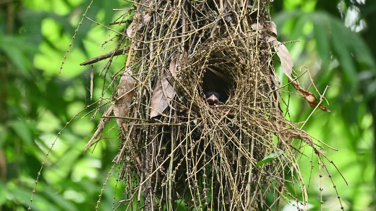 A nest hanging, a mother bird looks out then turns to the left to get a better view outside