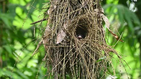 a nest hanging, a mother bird looks out then turns to the left to get a better view outside