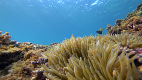 un primer plano de una anémona de mar