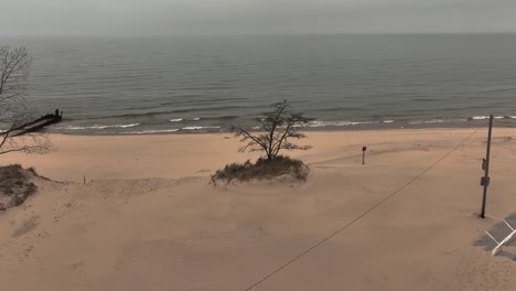 a lonely tree on a winter beach