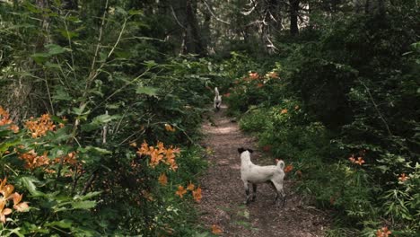 Woman walkign in a relaxing forest