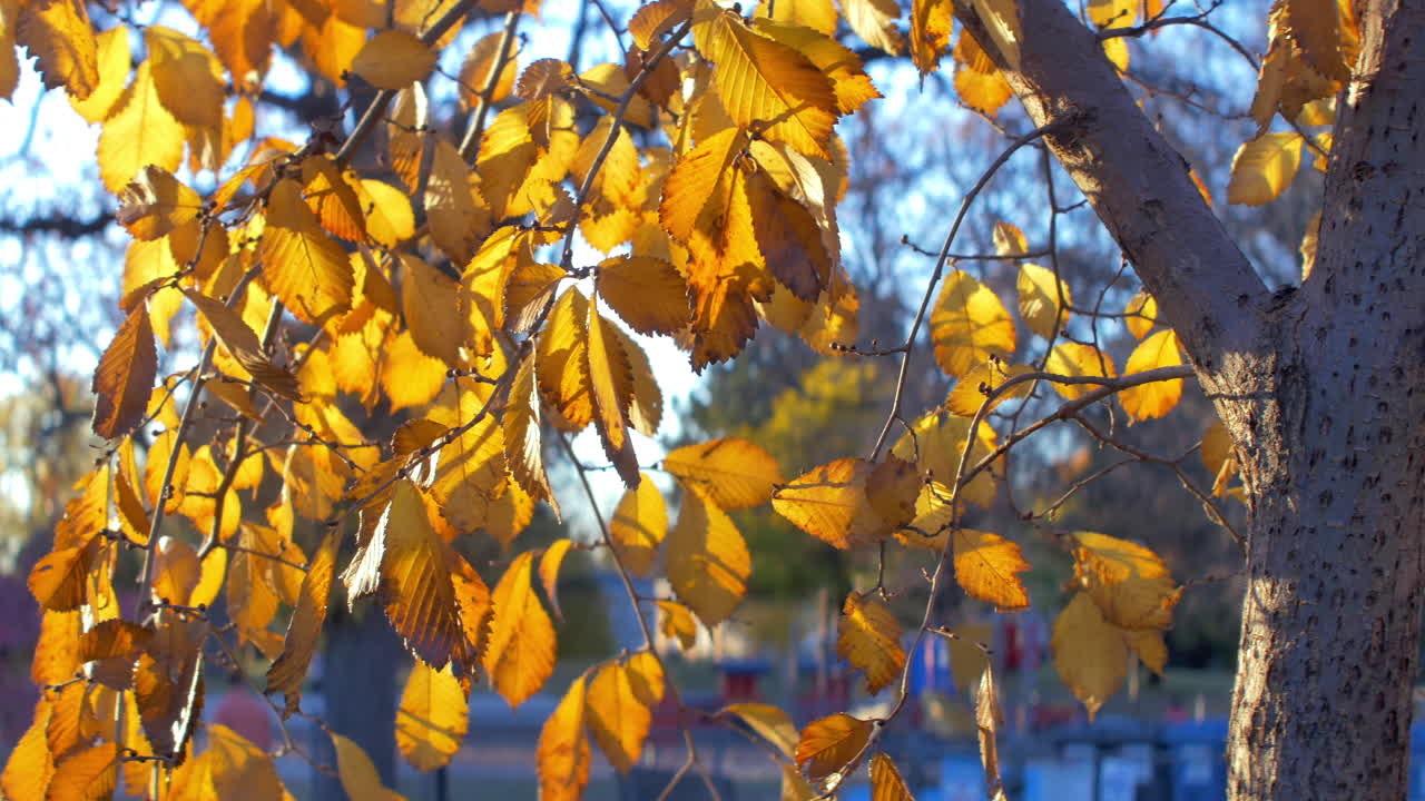 pan a través de las hojas de otoño con el cielo azul en el fondo