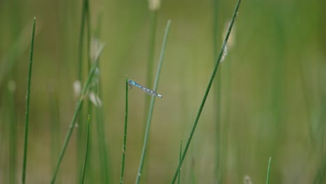 blue dragonfly perched on grass