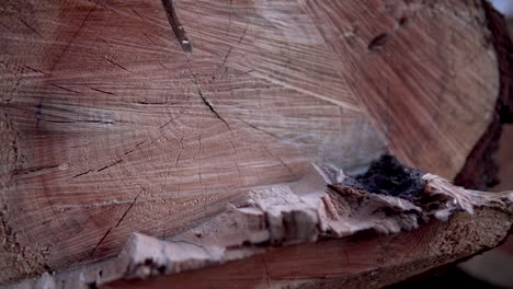 slow sliding right on section slice of the pinewood logs lying on the ground in kolibki, gdynia