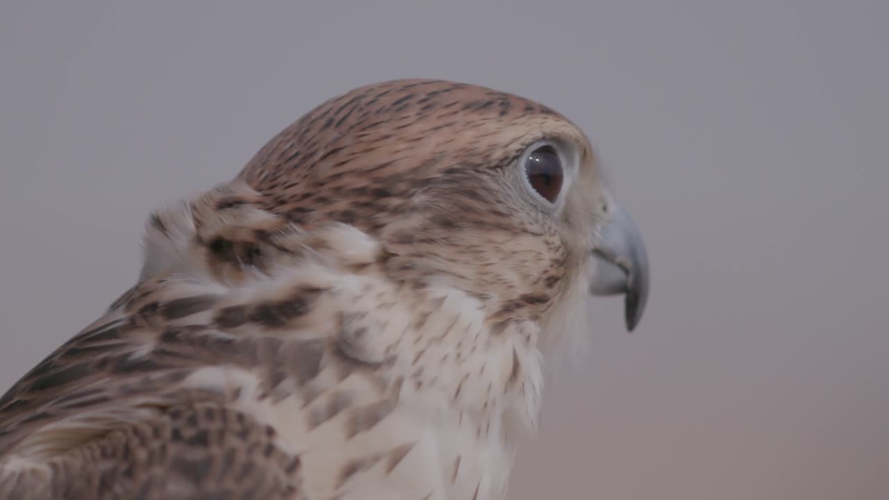 primer plano de un halcón saker al crepúsculo, patrón de plumas detallado, ojos claros, comportamiento tranquilo