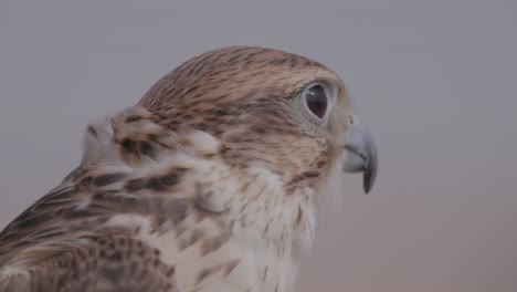 Close-up-of-a-saker-falcon-at-twilight,-detailed-feather-pattern,-clear-eyes,-calm-demeanor