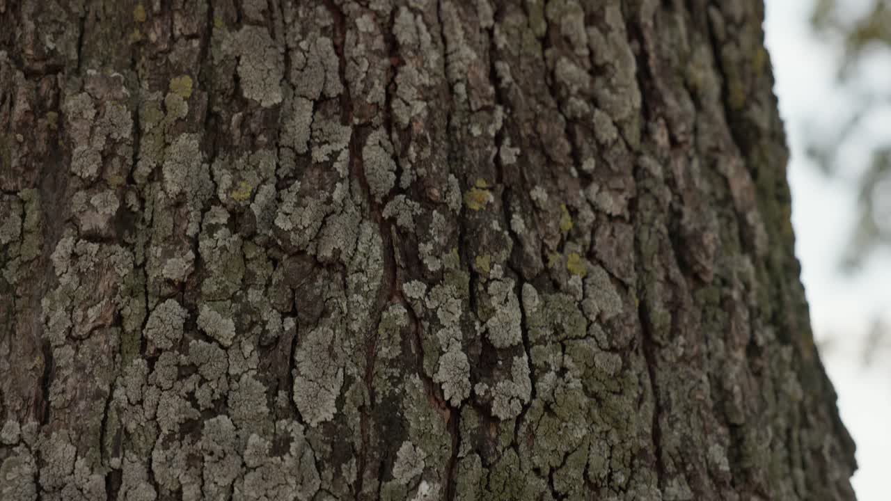 Texture Of Tree Bark In The Woods