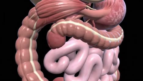 detailed anatomical representation of the human digestive system showing various organs and structures from different angles in a 3d visualization