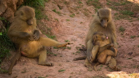 babuinos en el entorno natural