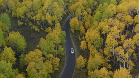 vehicles drive curvy forested road - aerial view of tree canopy fall colors