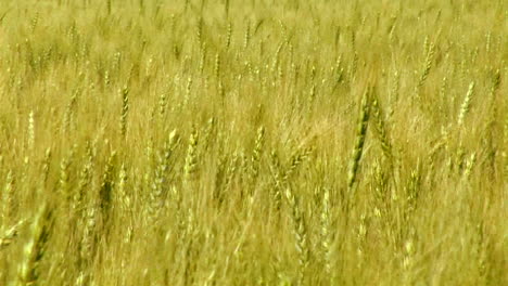 a wheat field waves in the breeze