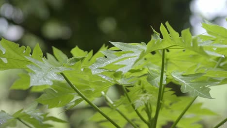 Hojas-De-Papaya-Soplando-En-El-Viento-Después-De-Fuertes-Lluvias,-Sacudiendo-El-Primer-Plano