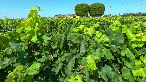 lush vineyard with vibrant green grapevines