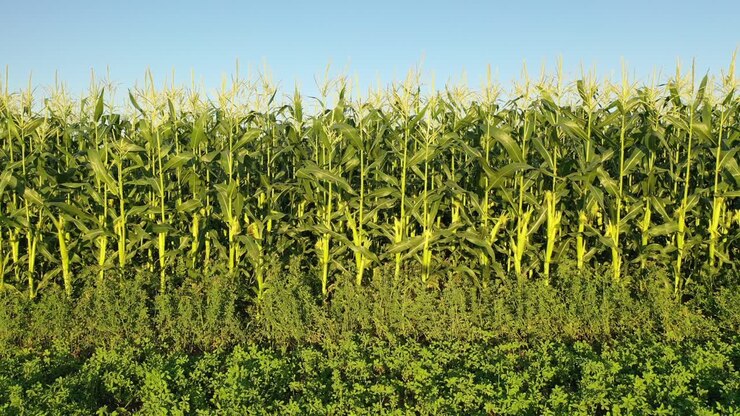 Cornfield Landscape