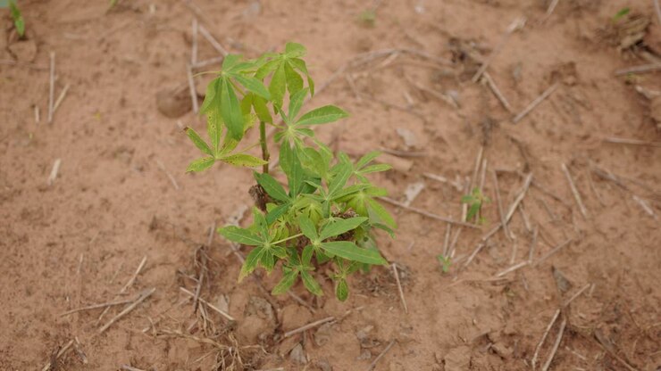 Small cassava tree on the ground in a cassava field on a cloudy and neutral day