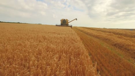 Drone-footage-of-golden-fields-and-combine-harvester