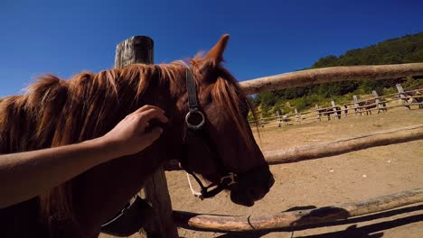 cuddling horse with saddle on farm, wide angle point of view