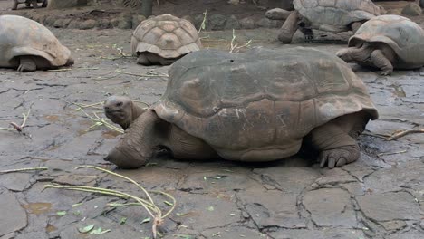 Mauritius - Riviere des Anguilles -Right orbit on Aldabrachelys Gigantea Turtle
