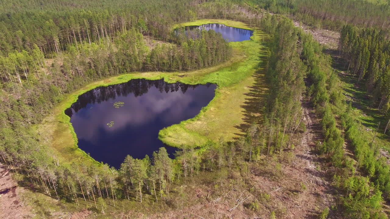 съемка с беспилотника двух лесных прудов посреди лесосеки хвойного леса и следов харвестера