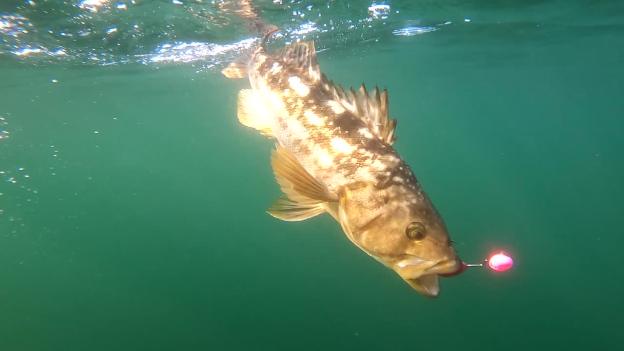 그루퍼는 패배를 받아들이고 표면으로 올라오며 지그 후크를 입에 물고 헤엄칩니다.