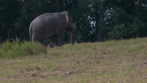 seen moving towards the right right outside of the forest, indian elephant elephas maximus indicus, thailand