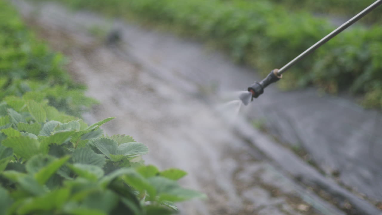 Spraying Strawberries