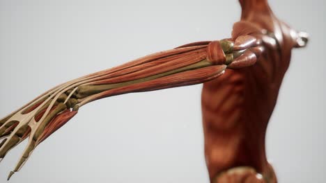 muscular system of human body animation