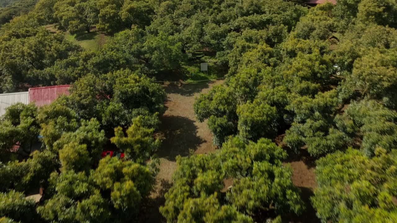 DRONE : SLOW DOLLY IN TILT UP REVEAL SHOT OF AN AVOCADO FARM AT THE SOUTH OF URUAPAN WITH MOUNTAINS
