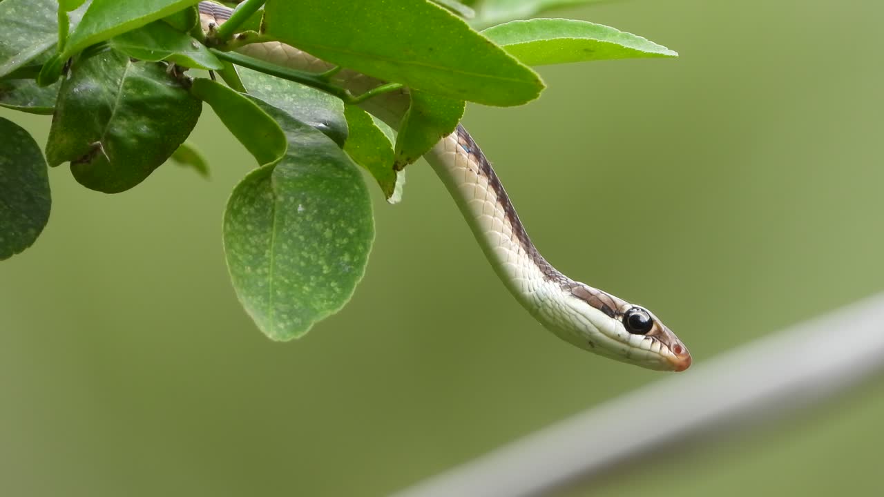 змея dendrelaphis tristis на дереве