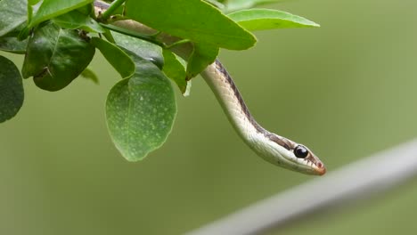 Una-Serpiente-Triste-En-Un-árbol