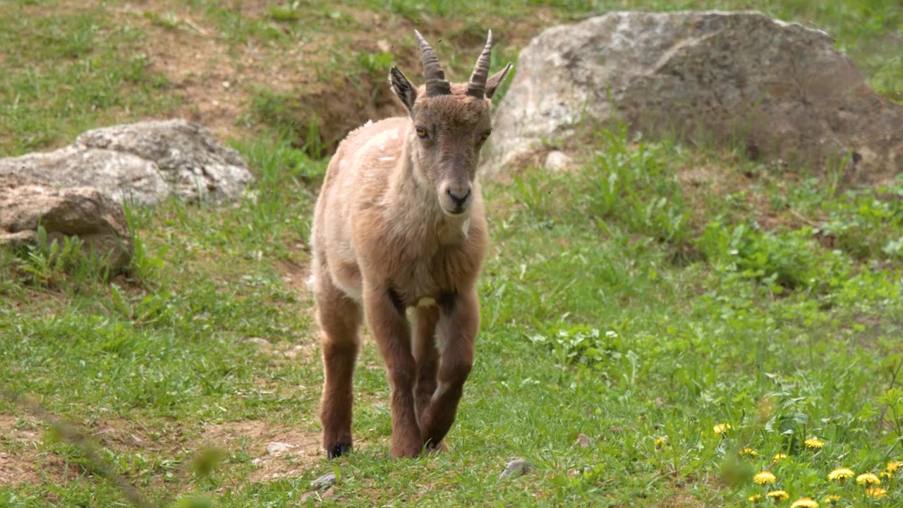 Un giovane stambecco alpino cammina verso la telecamera attraverso un prato di montagna roccioso e verde.