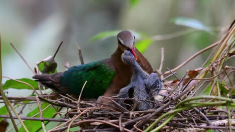 the common emerald dove is common to asian countries and it's famous for its beautiful emerald coloured feathers