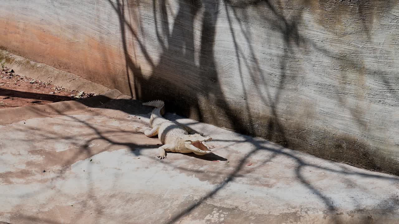 descansando mientras abre la boca para refrescarse durante una calurosa tarde de verano en un recinto, cocodrilo siamés crocodylus siamensis, tailandia