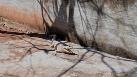 Descansando-Mientras-Abre-La-Boca-Para-Refrescarse-Durante-Una-Calurosa-Tarde-De-Verano-En-Un-Recinto,-Cocodrilo-Siamés-Crocodylus-Siamensis,-Tailandia