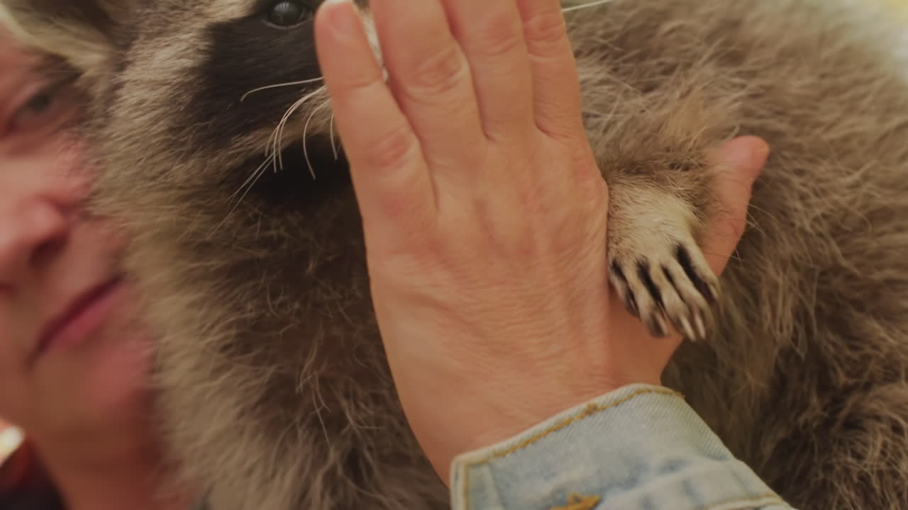 Rehabilitator, der kæler med forældreløs vaskebjørn indendørs, denimjakke, blid hånd på pels, nøje inspektion af poter og knurhår, hyggelig atmosfære i ly, varmt blødt lys, tillidsfuld interaktion