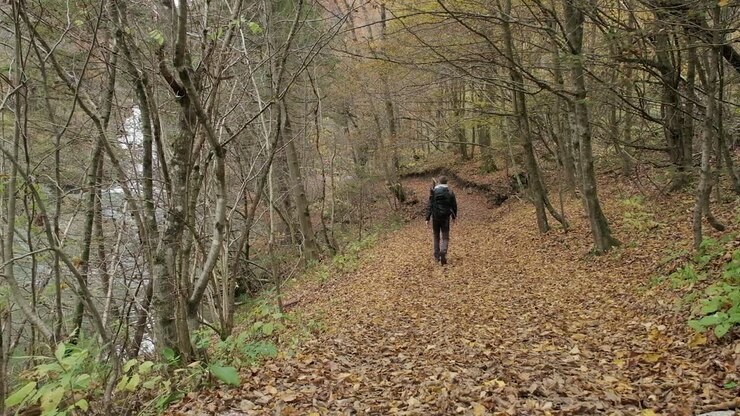 Man walking autumn forest green brown yellow colors hiking hike day