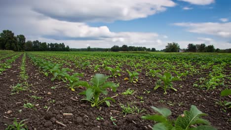 vibrant agricultural landscape: lush green crop fields under dramatic skies showcasing growth and harvest potential in rural farming environment