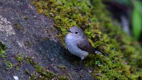 taiga flycatcher, female,