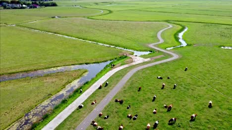 Luftaufnahme-Einer-Weide-Mit-Kühen,-Die-In-Der-Ferne-Die-Leeren-Grasfelder-Enthüllt